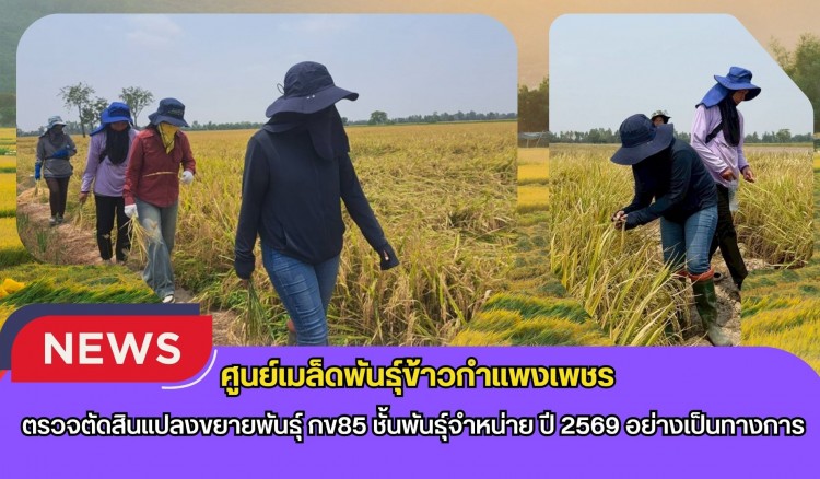 กำแพงเพชร-ศูนย์เมล็ดพันธุ์ข้าวกำแพงเพชร ตรวจตัดสินแปลงขยายพันธุ์ กข85 ชั้นพันธุ์จำหน่าย ปี 2569 อย่างเป็นทางการ