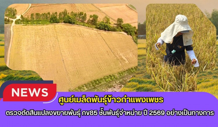 กำแพงเพชร-ศูนย์เมล็ดพันธุ์ข้าวกำแพงเพชร ตรวจตัดสินแปลงขยายพันธุ์ กข85 ชั้นพันธุ์จำหน่าย ปี 2569 อย่างเป็นทางการ