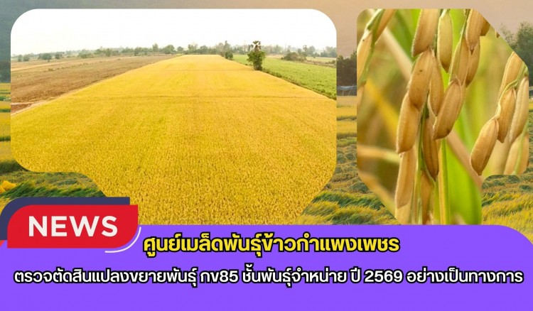 กำแพงเพชร-ศูนย์เมล็ดพันธุ์ข้าวกำแพงเพชร ตรวจตัดสินแปลงขยายพันธุ์ กข85 ชั้นพันธุ์จำหน่าย ปี 2569 อย่างเป็นทางการ