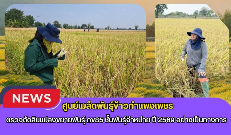 กำแพงเพชร-ศูนย์เมล็ดพันธุ์ข้าวกำแพงเพชร ตรวจตัดสินแปลงขยายพันธุ์ กข85 ชั้นพันธุ์จำหน่าย ปี 2569 อย่างเป็นทางการ