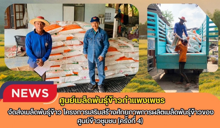 กำแพงเพชร-ศูนย์เมล็ดพันธุ์ข้าวกำแพงเพชร จัดส่งเมล็ดพันธุ์ข้าว โครงการเสริมสร้างศักยภาพการผลิตเมล็ดพันธุ์ข้าวของศูนย์ข้าวชุมชน (ครั้งที่ 4)