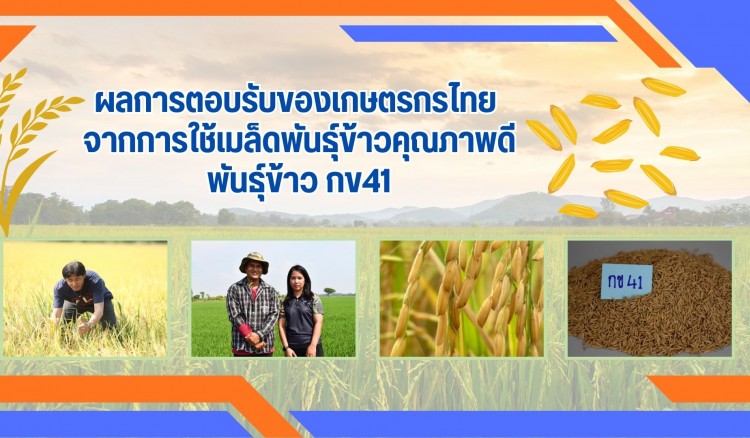 ผลการตอบรับของเกษตรกรไทย จากการใช้เมล็ดพันธุ์ข้าวคุณภาพดี พันธุ์ข้าว กข41 ให้ผลผลิตสูง มีความแข็งแรง และทนทานต่อโรคแมลง ตอบสนองต่อความต้องการของชาวนาเป็นอย่างดี