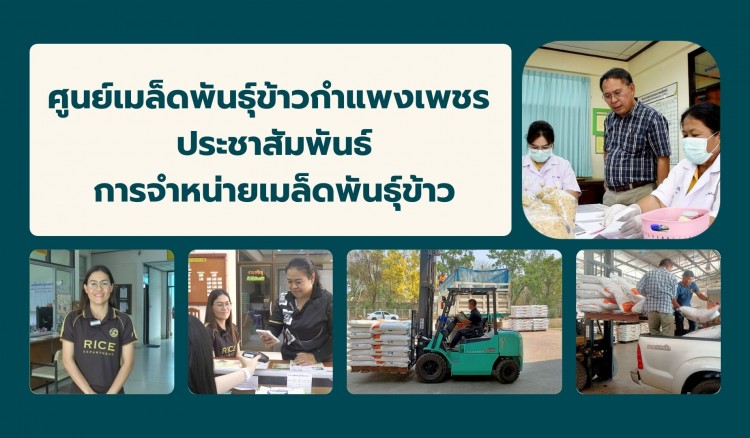 กำแพงเพชร-ศูนย์เมล็ดพันธุ์ข้าวกำแพงเพชร ประชาสัมพันธ์การจำหน่ายเมล็ดพันธุ์ข้าวให้แก่เกษตรกรและผู้ที่สนใจทั่วไป