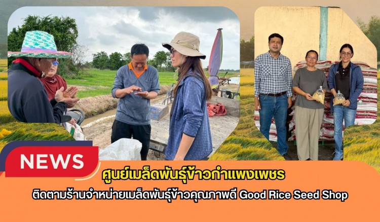 กำแพงเพชร-ศูนย์เมล็ดพันธุ์ข้าวกำแพงเพชร ติดตามร้านจำหน่ายเมล็ดพันธุ์ข้าวคุณภาพดี Good Rice Seed Shop
