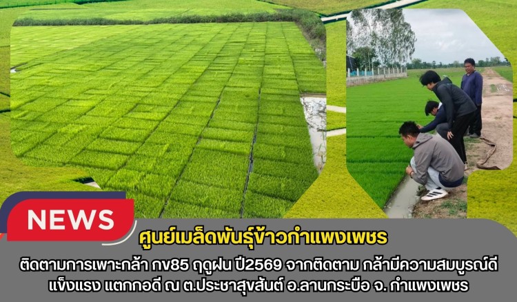กำแพงเพชร-ศูนย์เมล็ดพันธุ์ข้าวกำแพงเพชร ติดตามการเพาะกล้า กข85 ฤดูฝน ปี2569 จากติดตาม กล้ามีความสมบูรณ์ดี แข็งแรง แตกกอดี