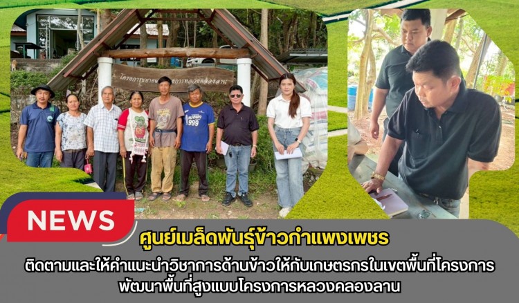 กำแพงเพชร-ศูนย์เมล็ดพันธุ์ข้าวกำแพงเพชร ติดตามและให้คำแนะนำวิชาการด้านข้าวให้กับเกษตรกรในเขตพื้นที่โครงการพัฒนาพื้นที่สูงแบบโครงการหลวงคลองลาน
