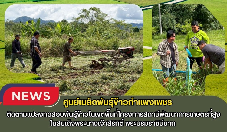 กำแพงเพชร-ศูนย์เมล็ดพันธุ์ข้าวกำแพงเพชร ติดตามแปลงทดสอบพันธุ์ข้าวในเขตพื้นที่โครงการสถานีพัฒนาการเกษตรที่สูง
