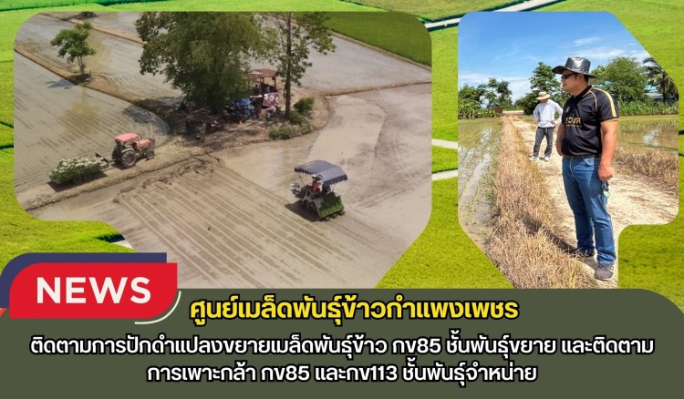 กำแพงเพชร-ศูนย์เมล็ดพันธุ์ข้าวกำแพงเพชร ติดตามการปักดำแปลงขยายเมล็ดพันธุ์ข้าว กข85 ชั้นพันธุ์ขยาย และติดตามการเพาะกล้า กข85 และกข113 ชั้นพันธุ์จำหน่าย