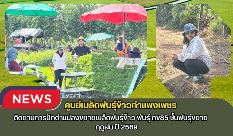 กำแพงเพชร-ศูนย์เมล็ดพันธุ์ข้าวกำแพงเพชร ติดตามการปักดำแปลงขยายเมล็ดพันธุ์ข้าว พันธุ์ กข85 ชั้นพันธุ์ขยาย ฤดูฝน ปี 2569