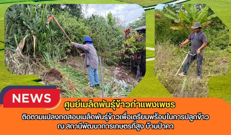 กำแพงเพชร-ศูนย์เมล็ดพันธุ์ข้าวกำแพงเพชร ติดตามแปลงทดสอบเมล็ดพันธุ์ข้าวเพื่อเตรียมพร้อมในการปลูกข้าว ณ สถานีพัฒนาการเกษตรที่สูง บ้านป่าคา