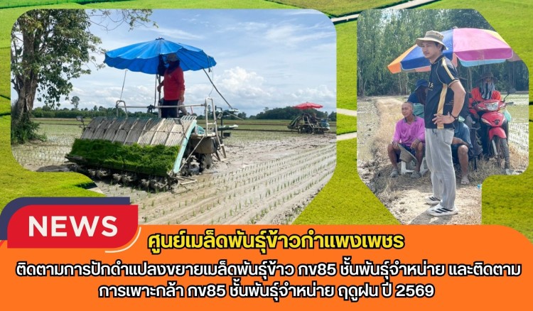 กำแพงเพชร-ศูนย์เมล็ดพันธุ์ข้าวกำแพงเพชร ติดตามการปักดำแปลงขยายเมล็ดพันธุ์ข้าว กข85 ชั้นพันธุ์จำหน่าย และติดตามการเพาะกล้า กข85 ชั้นพันธุ์จำหน่าย ฤดูฝน ปี 2569