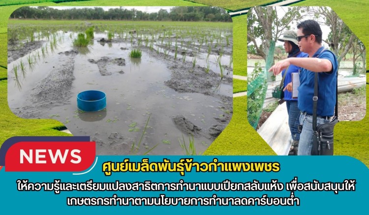 กำแพงเพชร-ศูนย์เมล็ดพันธุ์ข้าวกำแพงเพชร ให้ความรู้และเตรียมแปลงสาธิตการทำนาแบบเปียกสลับแห้ง เพื่อสนับสนุนให้เกษตรกรทำนาตามนโยบายการทำนาลดคาร์บอนต่ำ