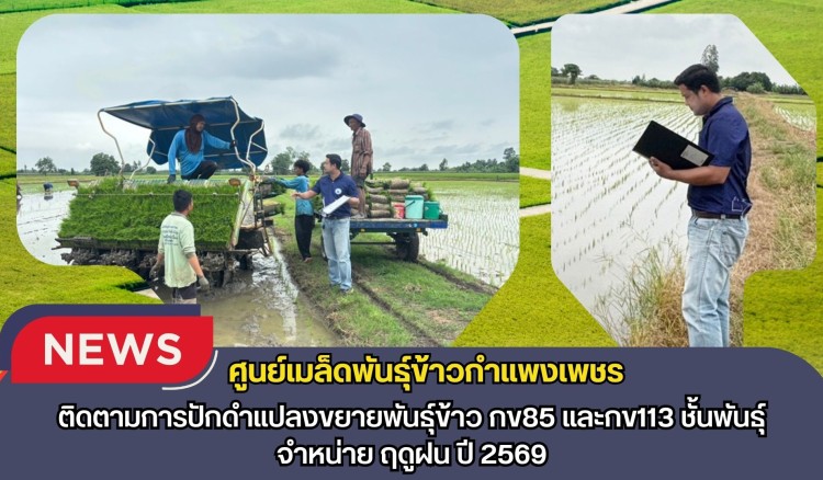 กำแพงเพชร-ศูนย์เมล็ดพันธุ์ข้าวกำแพงเพชร ติดตามการปักดำแปลงขยายพันธุ์ข้าว กข85 และกข113 ชั้นพันธุ์จำหน่าย ฤดูฝน ปี2569