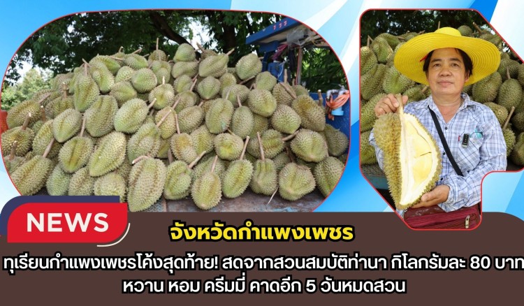 กำแพงเพชร-ทุเรียนกำแพงเพชรโค้งสุดท้าย! สดจากสวนสมบัติท่านา กิโลกรัมละ 80 บาท หวาน หอม ครีมมี่ คาดอีก 5 วันหมดสวน