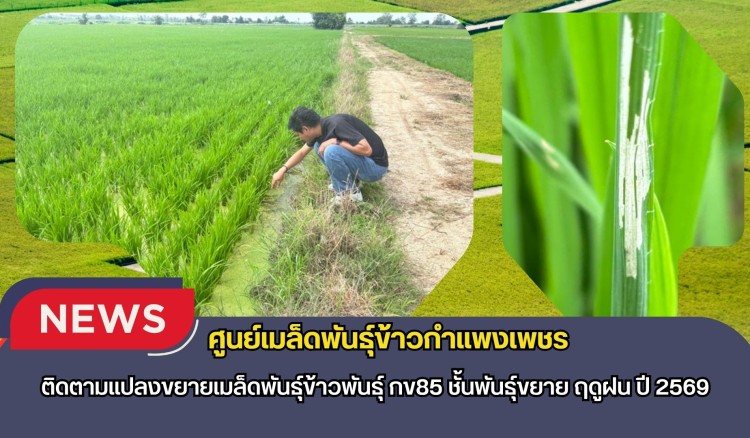 กำแพงเพชร-ศูนย์เมล็ดพันธุ์ข้าวกำแพงเพชรพันธุ์ ติดตามแปลงขยายเมล็ดพันธุ์ข้าวพันธุ์ กข85 ชั้นพันธุ์ขยาย ฤดูฝน ปี 2569