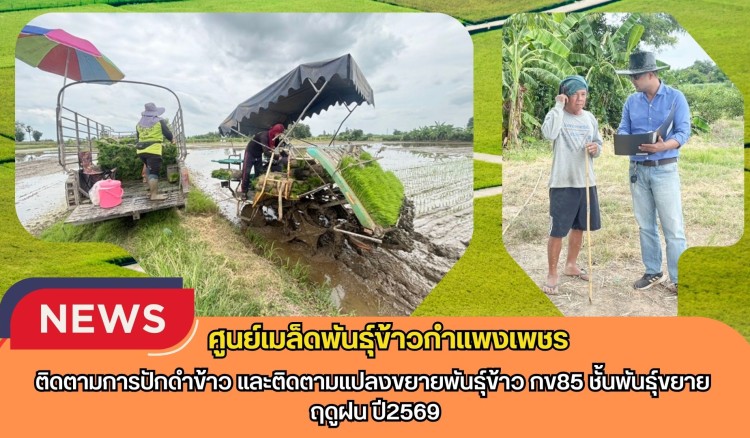 กำแพงเพชร-ศูนย์เมล็ดพันธุ์ข้าวกำแพงเพชร ติดตามการปักดำข้าว และติดตามแปลงขยายพันธุ์ข้าว กข85 ชั้นพันธุ์ขยาย ฤดูฝน ปี2569