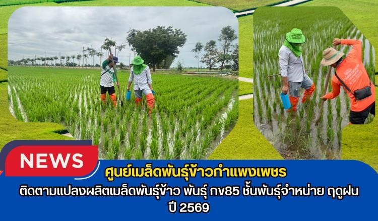 กำแพงเพชร-ศูนย์เมล็ดพันธุ์ข้าวกำแพงเพชร ติดตามแปลงผลิตเมล็ดพันธุ์ข้าวพันธุ์ กข85 ชั้นพันธุ์จำหน่าย ฤดูฝน ปี 2569