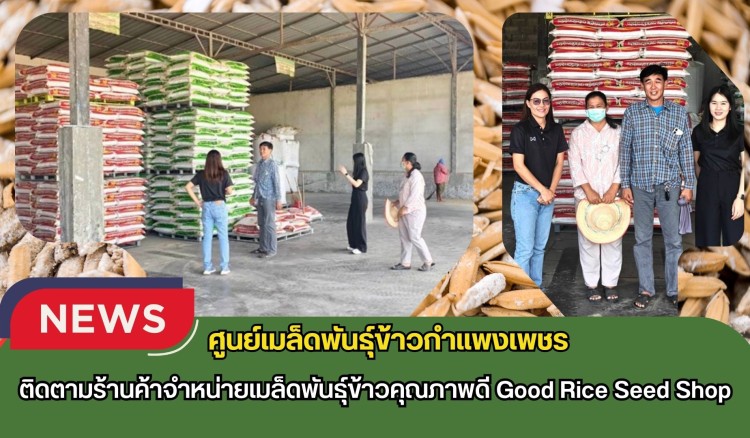 กำแพงเพชร-ศูนย์เมล็ดพันธุ์ข้าวกำแพงเพชร ติดตามร้านจำหน่ายเมล็ดพันธุ์ข้าวคุณภาพดี Good Rice Seed Shop
