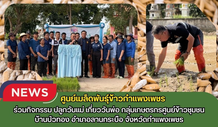 กำแพงเพชร-ศูนย์เมล็ดพันธุ์ข้าวกำแพงเพชร ร่วมกิจกรรมปลูกวันแม่ เกี่ยววันพ่อ กลุ่มเกษตรกรศูนย์ข้าวชุมชนบ้านบัวทอง