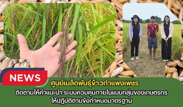 กำแพงเพชร-ศูนย์เมล็ดพันธุ์ข้าวกำแพงเพชร ติดตามให้คำแนะนำ ระบบควบคุมภายในแบบกลุ่มของเกษตรกรให้ปฏิบัติตามข้อกำหนดมาตรฐาน