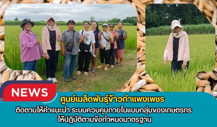 กำแพงเพชร-ศูนย์เมล็ดพันธุ์ข้าวกำแพงเพชร ติดตามให้คำแนะนำ ระบบควบคุมภายในแบบกลุ่มของเกษตรกร ให้ปฏิบัติตามข้อกำหนดมาตรฐาน