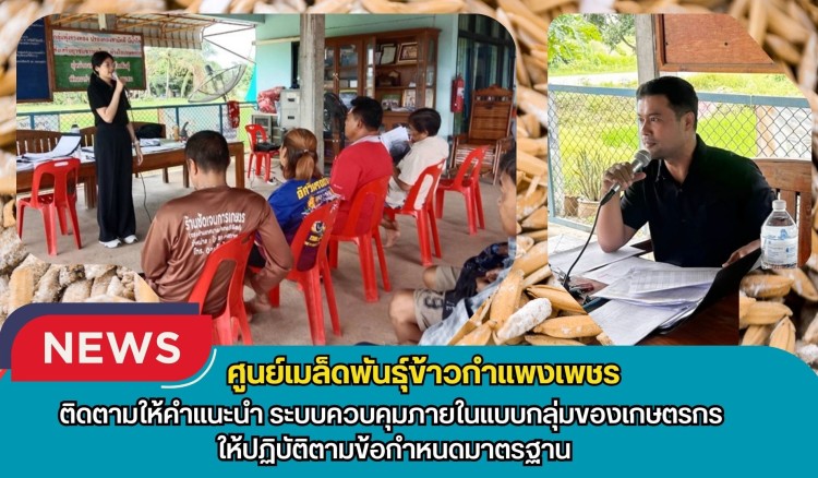 กำแพงเพชร-ศูนย์เมล็ดพันธุ์ข้าวกำแพงเพชร ติดตามให้คำแนะนำ ระบบควบคุมภายในแบบกลุ่มของเกษตรกร ให้ปฏิบัติตามข้อกำหนดมาตรฐาน