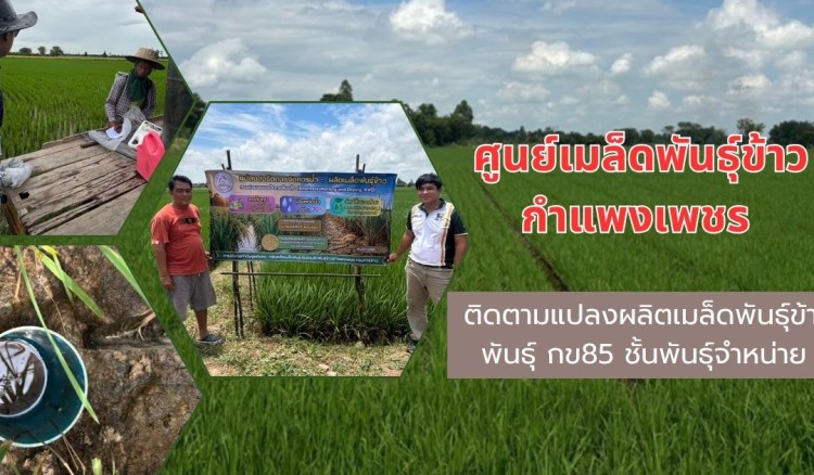กำแพงเพชร-ศูนย์เมล็ดพันธุ์ข้าวกำแพงเพชร ติดตามแปลงผลิตเมล็ดพันธุ์ข้าวพันธุ์ กข85 ชั้นพันธุ์จำหน่าย ฤดูฝน ปี 2569