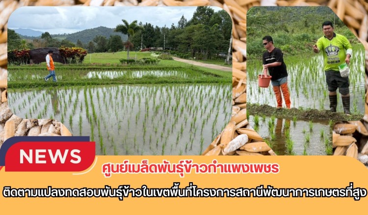 กำแพงเพชร-ศูนย์เมล็ดพันธุ์ข้าวกำแพงเพชร ติดตามแปลงทดสอบพันธุ์ข้าวในเขตพื้นที่โครงการสถานีพัฒนาการเกษตรที่สูง