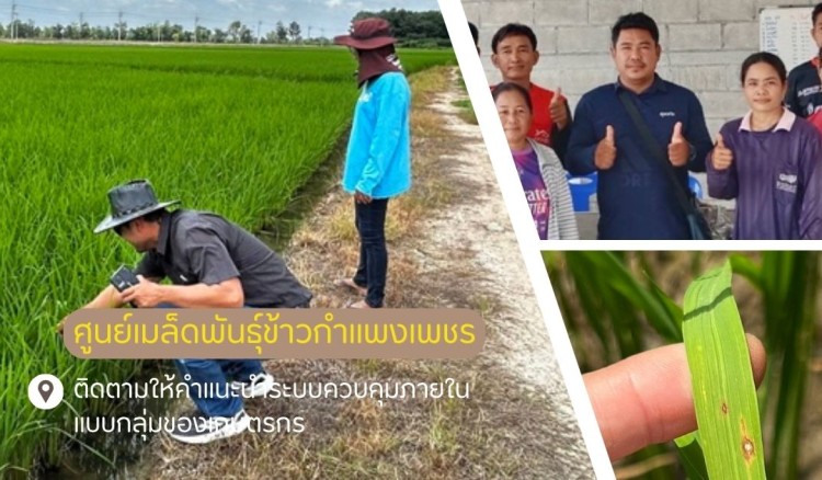กำแพงเพชร-ศูนย์เมล็ดพันธุ์ข้าวกำแพงเพชร ติดตามให้คำแนะนำระบบควบคุมภายในแบบกลุ่มของเกษตรกร