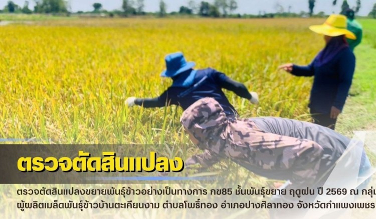 กำแพงเพชร-ศูนย์เมล็ดพันธุ์ข้าวกำแพงเพชร ตรวจตัดสินแปลงขยายพันธุ์ข้าวอย่างเป็นทางการ กข85 ชั้นพันธุ์ขยาย ฤดูฝน ปี 2569