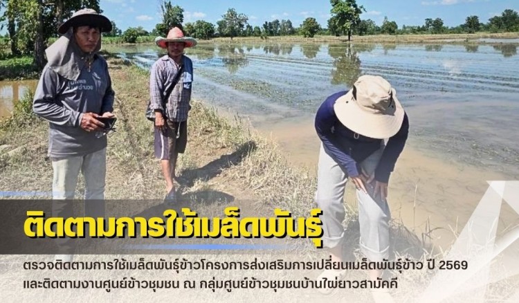 กำแพงเพชร-ศูนย์เมล็ดพันธุ์ข้าวกำแพงเพชร ตรวจติดตามการใช้เมล็ดพันธุ์ข้าวโครงการส่งเสริมการเปลี่ยนเมล็ดพันธุ์ข้าว ปี 2569 และติดตามงานศูนย์ข้าวชุมชน