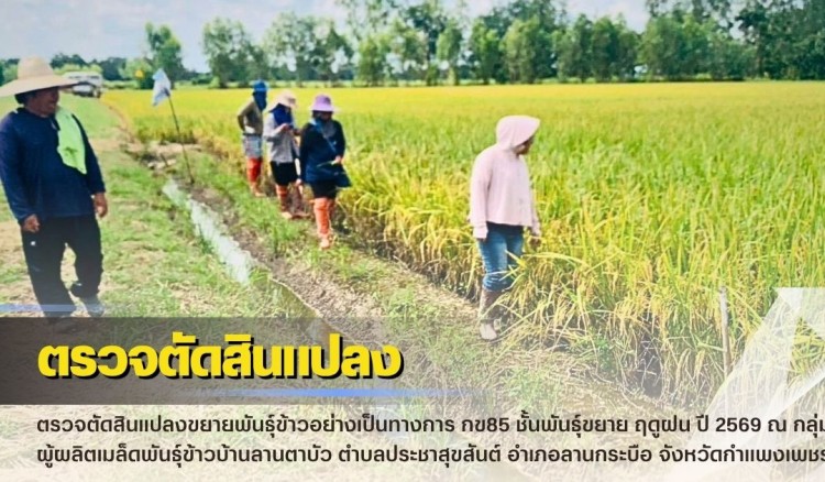 กำแพงเพชร-ศูนย์เมล็ดพันธุ์ข้าวกำแพงเพชร ตรวจตัดสินแปลงขยายพันธุ์ข้าวอย่างเป็นทางการ กข85 ชั้นพันธุ์ขยาย ฤดูฝน ปี2569 ณ กลุ่มผู้ผลิตเมล็ดพันธุ์ข้าวบ้านลานตาบัว