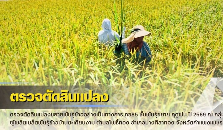กำแพงเพชร-ศูนย์เมล็ดพันธุ์ข้าวกำแพงเพชร ตรวจตัดสินแปลงขยายพันธุ์ข้าวอย่างเป็นทางการ กข85 ชั้นพันธุ์ขยาย ฤดูฝน ปี2569 ณ กลุ่มผู้ผลิตเมล็ดพันธุ์ข้าวบ้านตะเคียนงาม