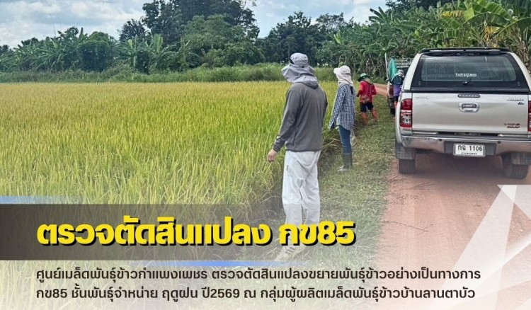 กำแพงเพชร-ศูนย์เมล็ดพันธุ์ข้าวกำแพงเพชร ตรวจตัดสินแปลงขยายพันธุ์ข้าวอย่างเป็นทางการ กข85 ชั้นพันธุ์จำหน่าย ฤดูฝน ปี2569