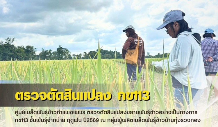กำแพงเพชร-ศูนย์เมล็ดพันธุ์ข้าวกำแพงเพชร ตรวจตัดสินแปลงขยายพันธุ์ข้าวอย่างเป็นทางการ กข113 ชั้นพันธุ์จำหน่าย ฤดูฝน ปี2569