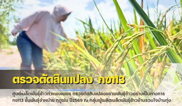 กำแพงเพชร-ศูนย์เมล็ดพันธุ์ข้าวกำแพงเพชร ตรวจตัดสินแปลงขยายพันธุ์ข้าวอย่างเป็นทางการ กข113 ชั้นพันธุ์จำหน่าย ฤดูฝน ปี2569