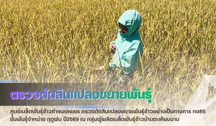 กำแพงเพชร-ศูนย์เมล็ดพันธุ์ข้าวกำแพงเพชร ตรวจตัดสินแปลงขยายพันธุ์ข้าวอย่างเป็นทางการ กข85 ชั้นพันธุ์จำหน่าย ฤดูฝน ปี2569