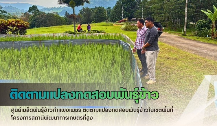 กำแพงเพชร-ศูนย์เมล็ดพันธุ์ข้าวกำแพงเพชร ติดตามแปลงทดสอบพันธุ์ข้าวในเขตพื้นที่โครงการสถานีพัฒนาการเกษตรที่สูง