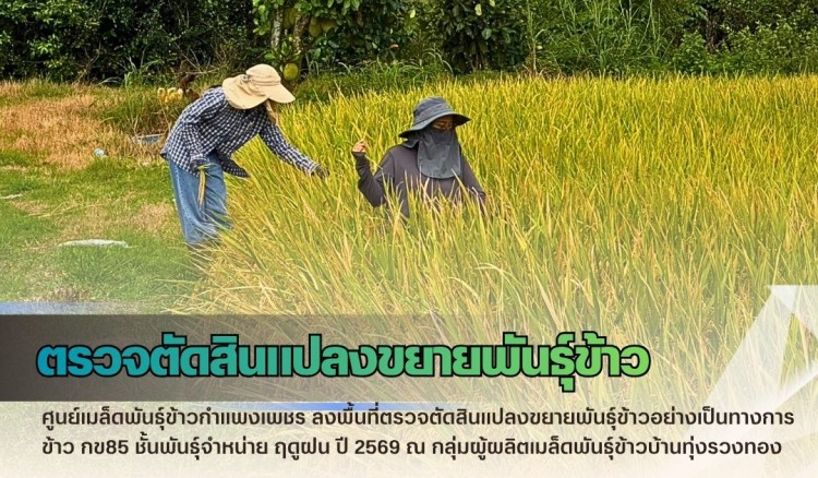 กำแพงเพชร-ศูนย์เมล็ดพันธุ์ข้าวกำแพงเพชร ลงพื้นที่ตรวจตัดสินแปลงขยายพันธุ์ข้าวอย่างเป็นทางการ ข้าว กข85 ชั้นพันธุ์จำหน่าย ฤดูฝน ปี 2569
