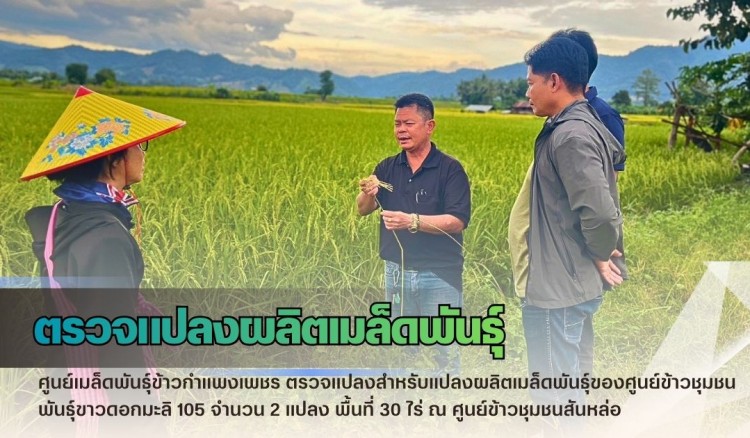 กำแพงเพชร-ศูนย์เมล็ดพันธุ์ข้าวกำแพงเพชร ตรวจแปลงสำหรับแปลงผลิตเมล็ดพันธุ์ของศูนย์ข้าวชุมชน พันธุ์ขาวดอกมะลิ 105 จำนวน 2 แปลง พื้นที่ 30 ไร่
