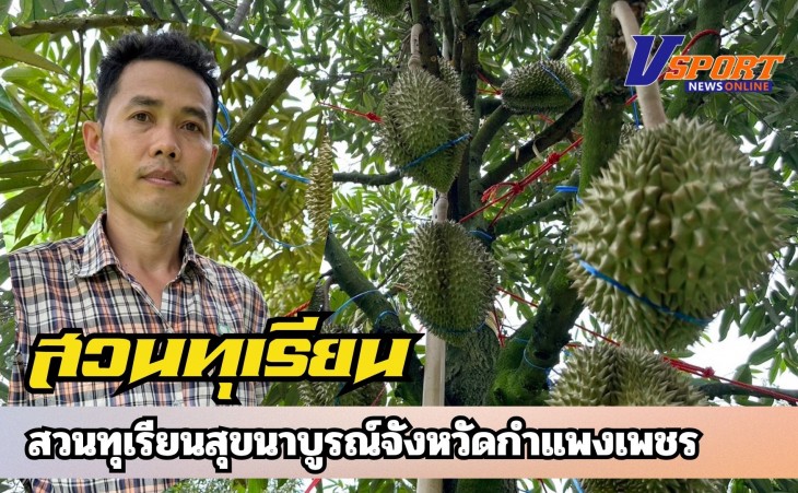 กำแพงเพชร-สวนทุเรียนสุขนาบูรณ์ กำแพงเพชร จัดโปรโมชั่นพิเศษสำหรับสัปดาห์นี้ ทุเรียนหมอนทอง หน้าสวนขายกิโลกรัมละ 109 บาท ถึง 119 บาท