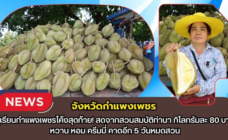 กำแพงเพชร-ทุเรียนกำแพงเพชรโค้งสุดท้าย! สดจากสวนสมบัติท่านา กิโลกรัมละ 80 บาท หวาน หอม ครีมมี่ คาดอีก 5 วันหมดสวน
