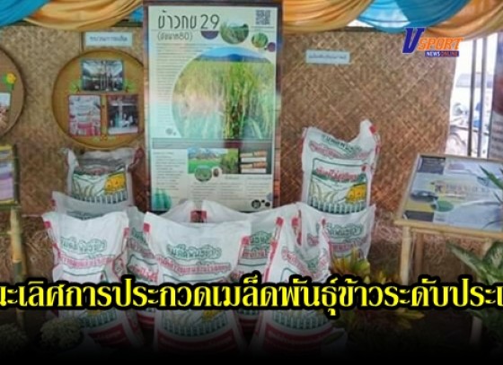 กำแพงเพชร-บ้านไร่สุขขุม ตำบลห้วยยั้ง ได้รับข่าวดีชนะเลิศการประกวดกลุ่มผลิตเมล็ดพันธุ์ข้าวระดับประเทศไทย 