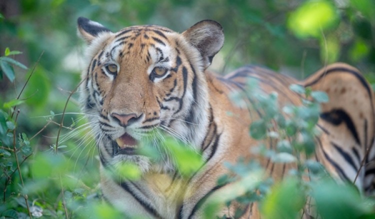 กำแพงเพชร- 29 กรกฎาคม วันอนุรักษ์เสือโลก เดินหน้าสนับสนุน WWF เพิ่มประชากรเสือโคร่งในไทยขณะทั่วโลกมีเสือโคร่งเหลืออยู่ในป่า เพียง 4,000 ตัว